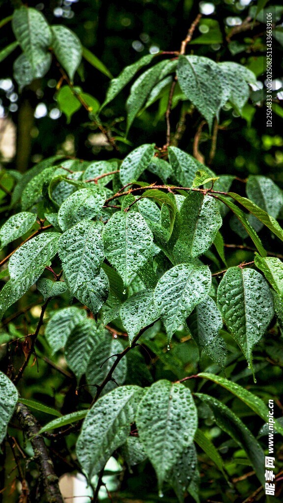 翠绿斑点叶片特写