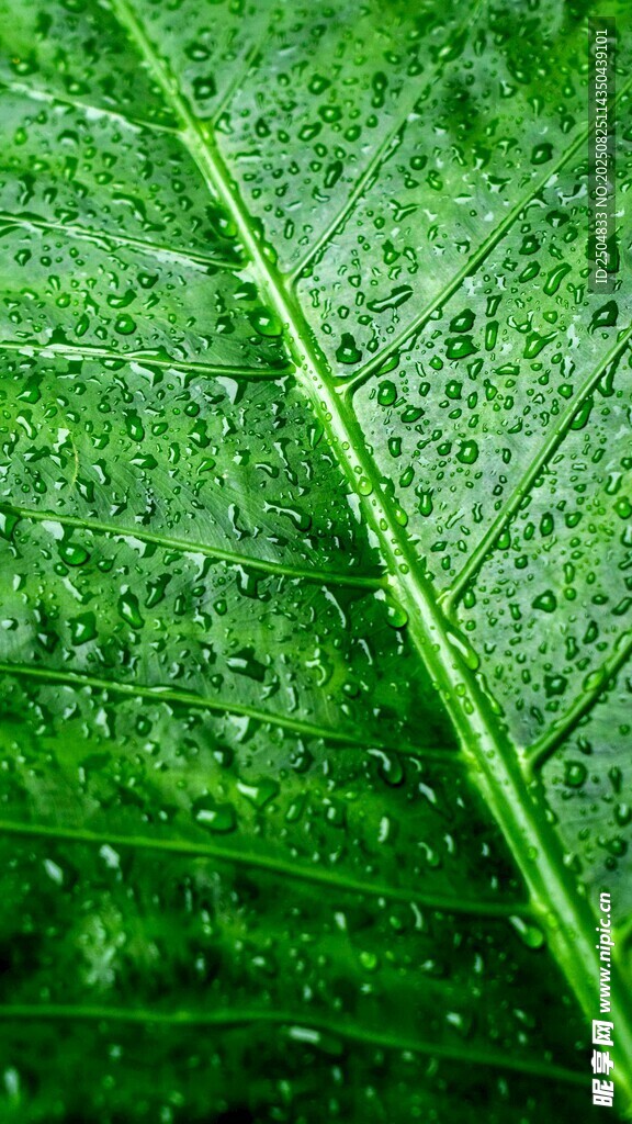 翠绿叶片上的晶莹水珠