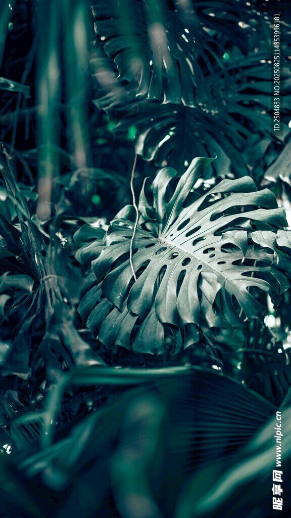 神秘丛林中的独特植物