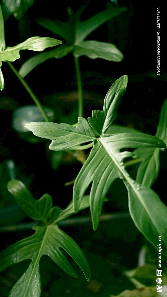 翠绿叶片的精致植物
