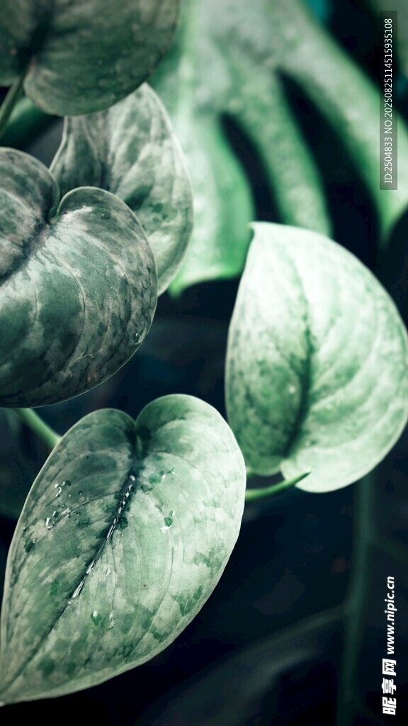 翠绿心形叶片植物特写