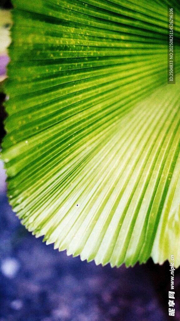 翠绿扇形叶片特写