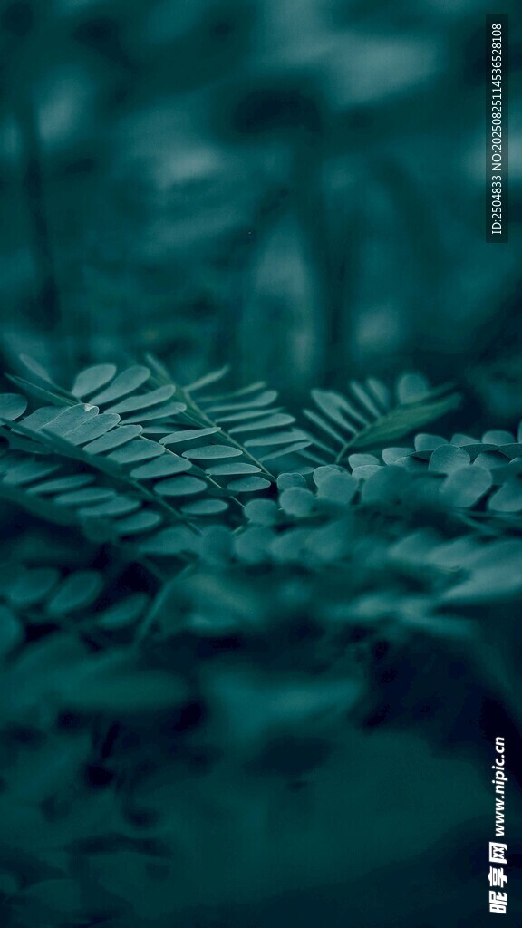 深绿蕨类植物微观景致
