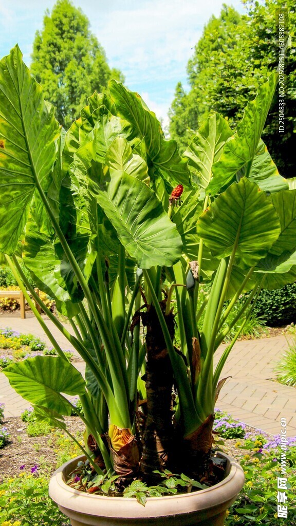 盆栽绿植 大叶植物景观