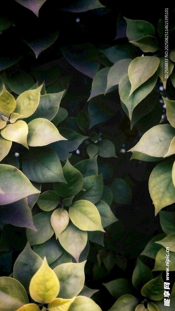 翠绿叶片的生机植物景观