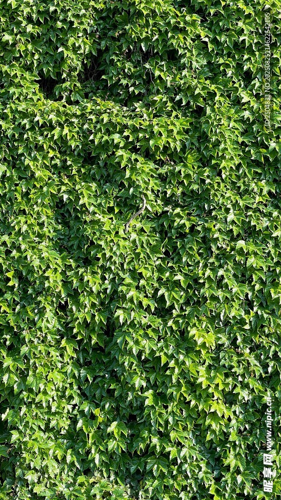 翠绿繁茂的爬藤植物墙