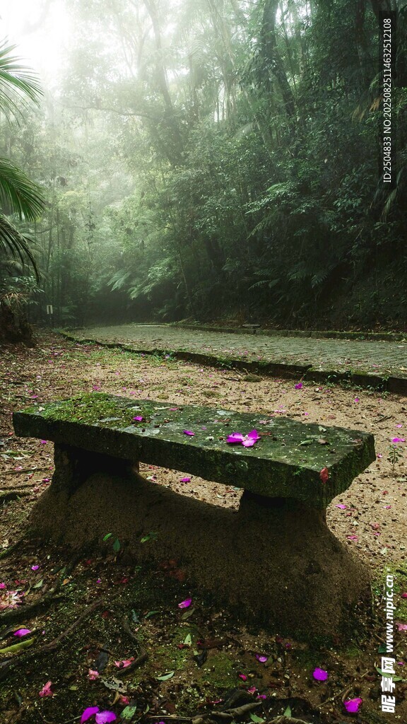 林间雾中长椅 静谧之景
