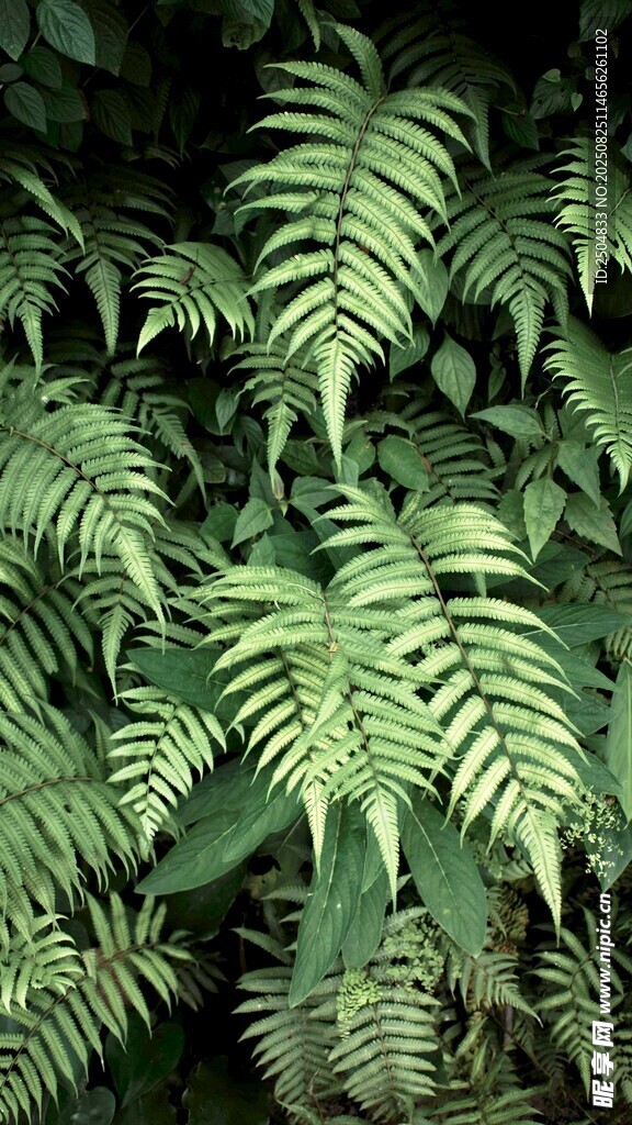 翠绿蕨类植物叶片特写