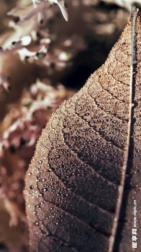 特写 纹理清晰的褐色叶片