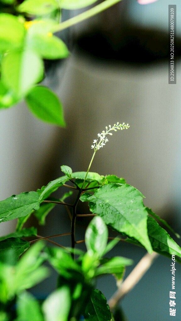 清新绿植特写