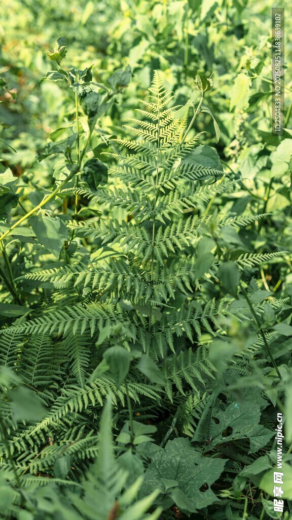 翠绿蕨类植物生机盎然