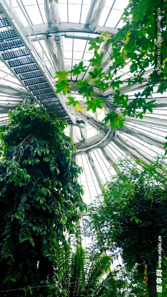 温室中的繁茂绿植景观