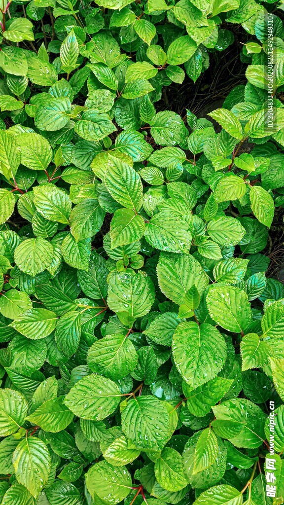 翠绿欲滴的鲜嫩植物叶片