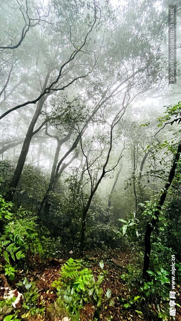 雾中森林景观