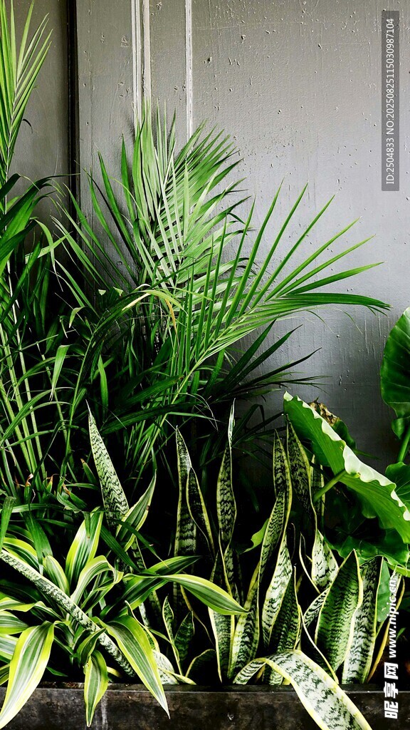室内绿植组合 清新自然美