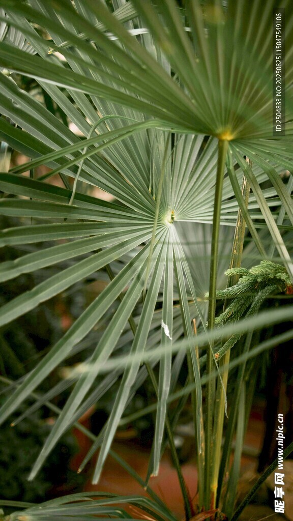 扇形绿叶植物特写