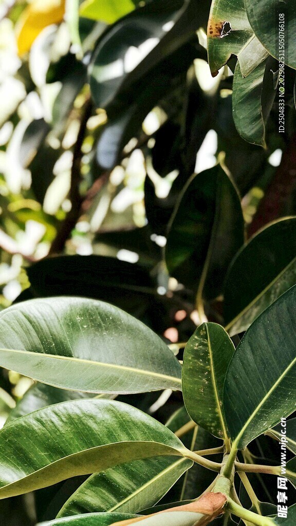 翠绿繁茂的植物叶片