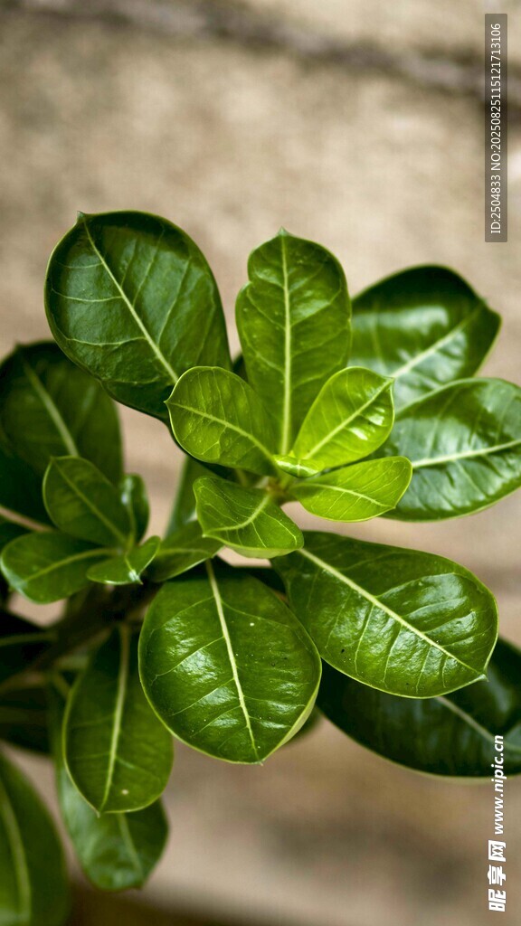 翠绿叶片特写的植物生机