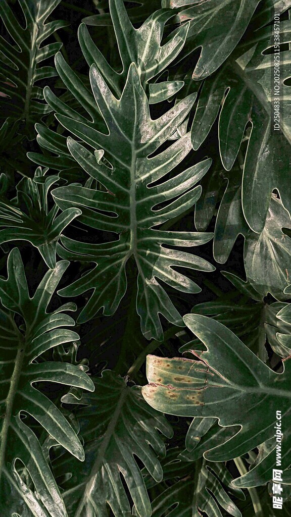 深绿羽状植物叶片特写