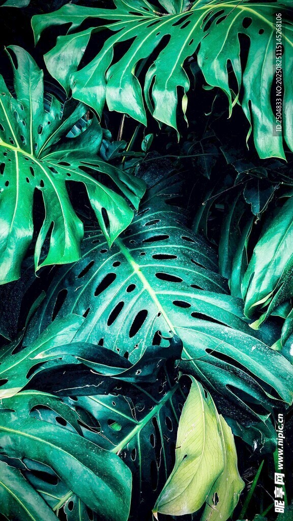 热带阔叶植物特写