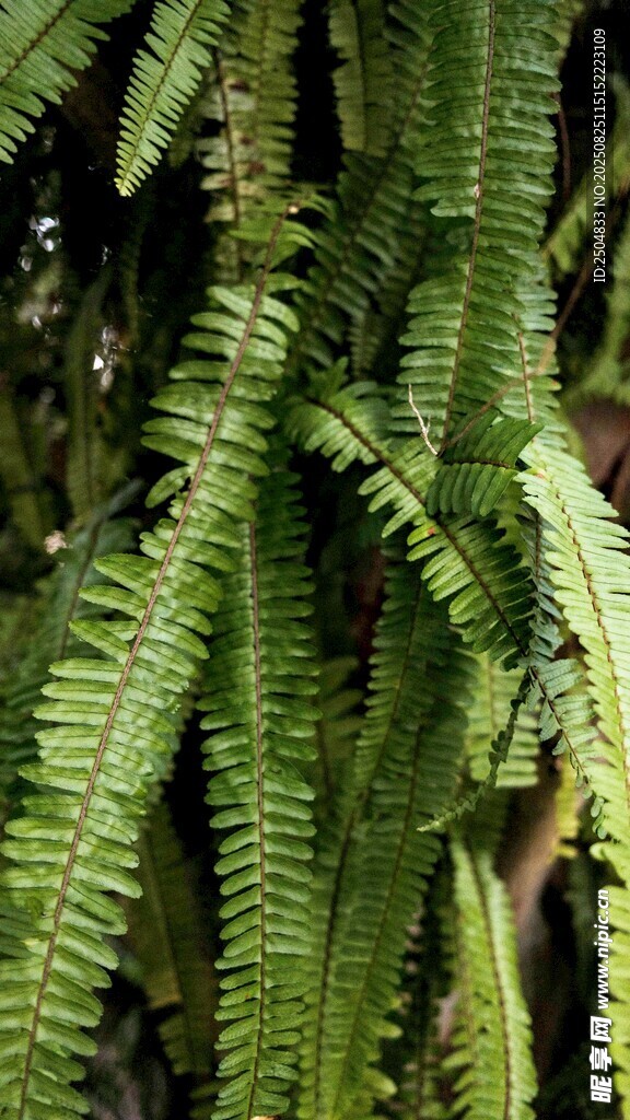 翠绿蕨类植物叶片特写