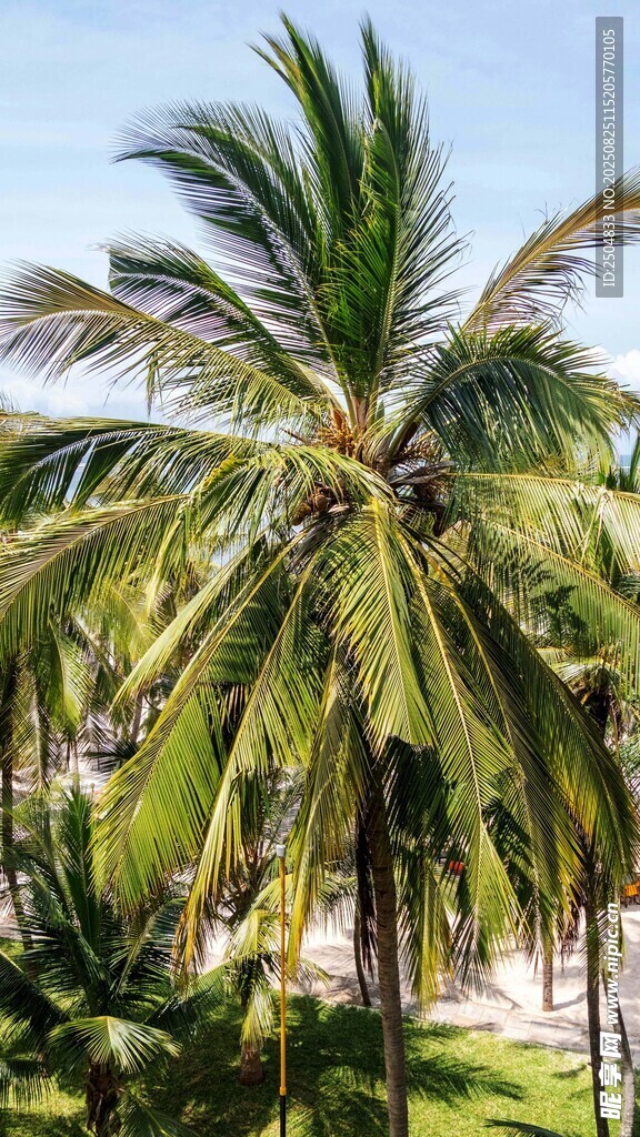 热带棕榈树景观