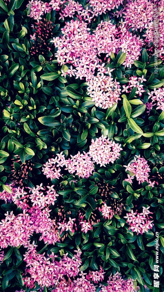 粉色繁花盛开的美丽景象