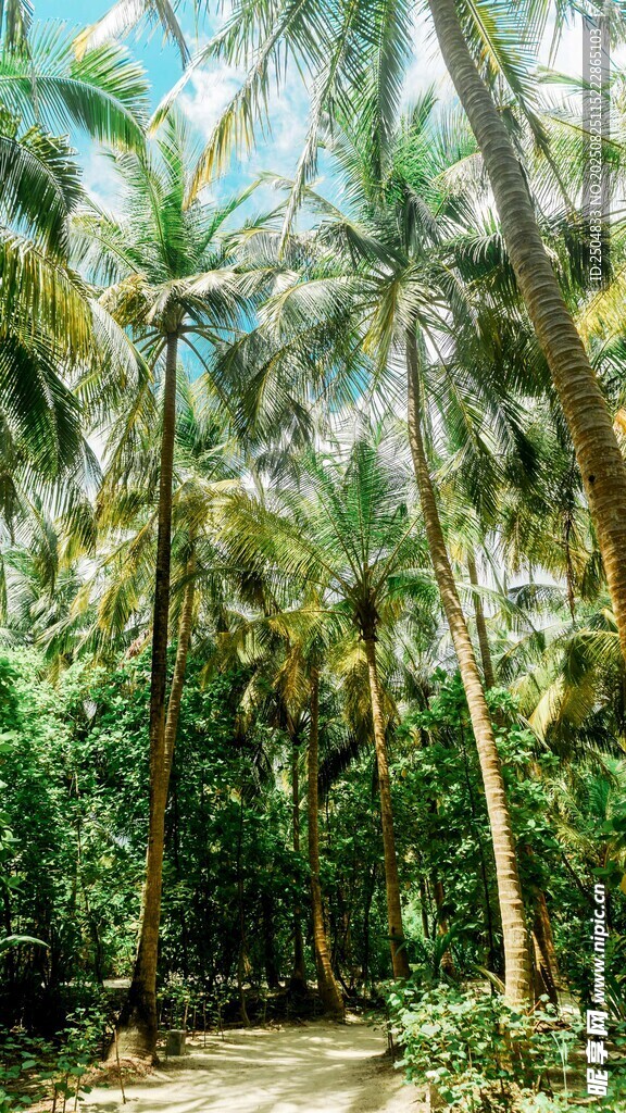 椰林小道 绿意盎然的自然景