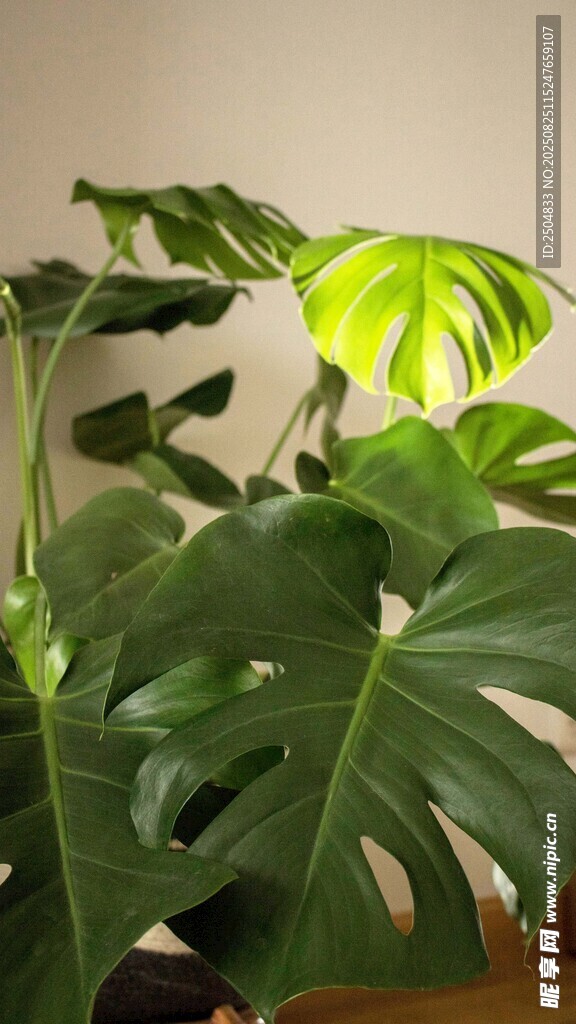 室内龟背竹绿植特写