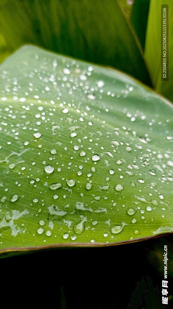 绿叶上的晶莹水珠