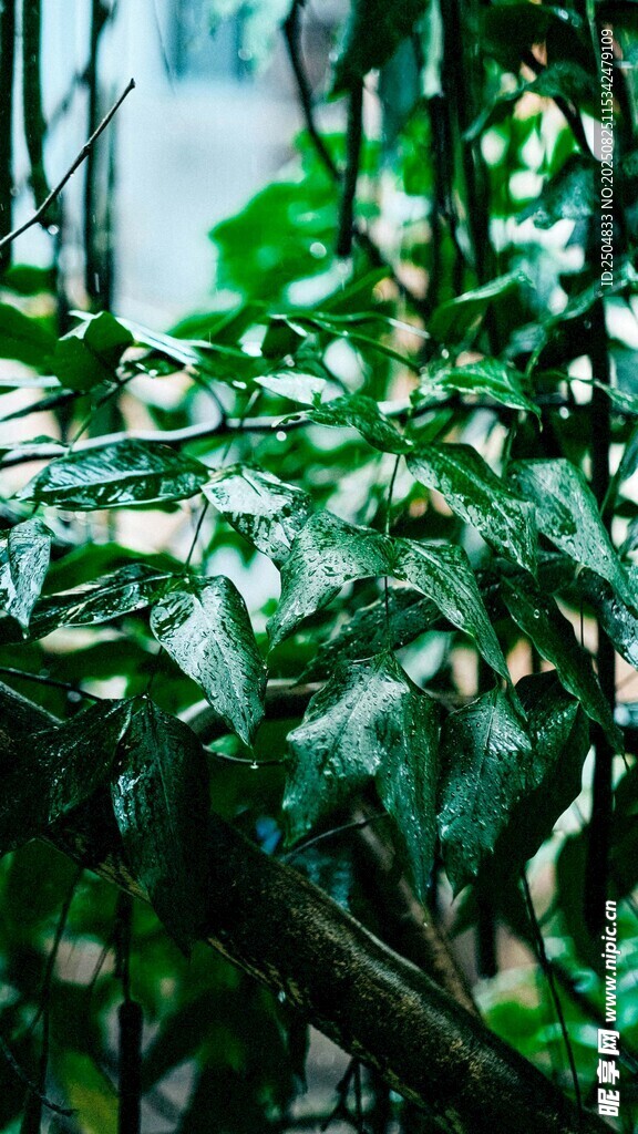 繁茂绿植的自然清新景象