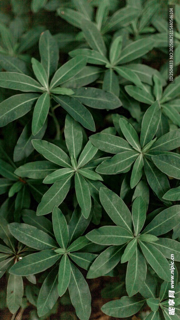 翠绿掌状叶片植物特写