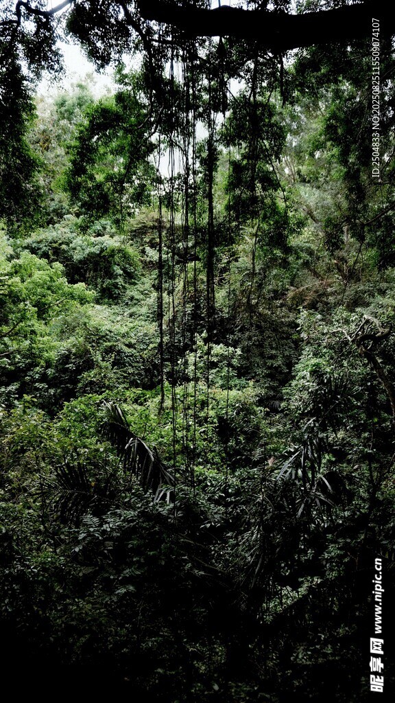 茂密森林绿意盎然