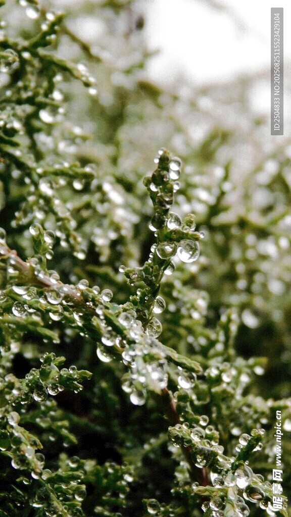绿叶上的晶莹水珠