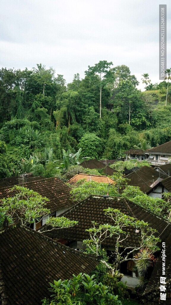 茂密丛林景观