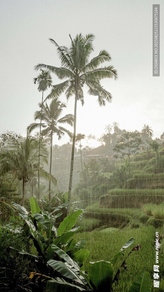 热带雨林中的田园风光