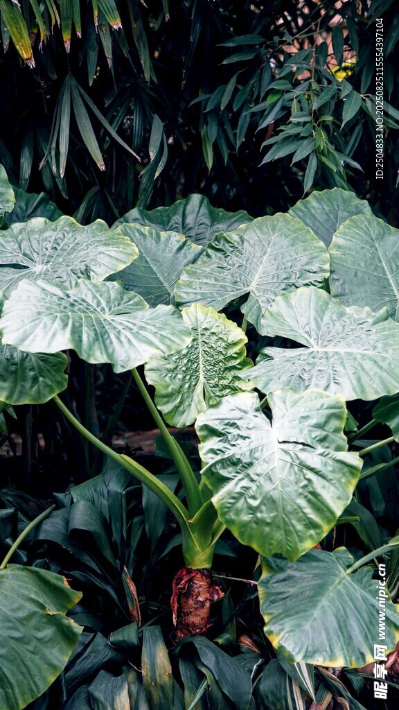 大叶片绿植特写
