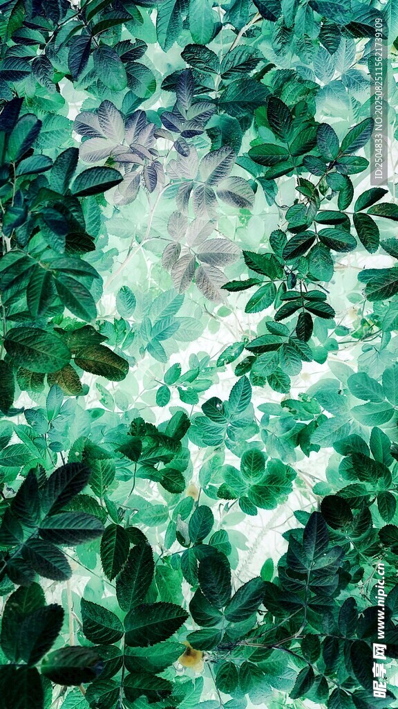翠绿繁茂的自然植物景象