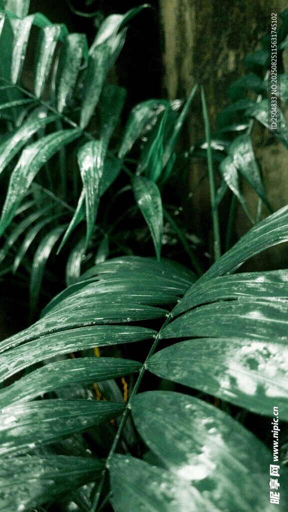 翠绿宽大的热带植物叶片