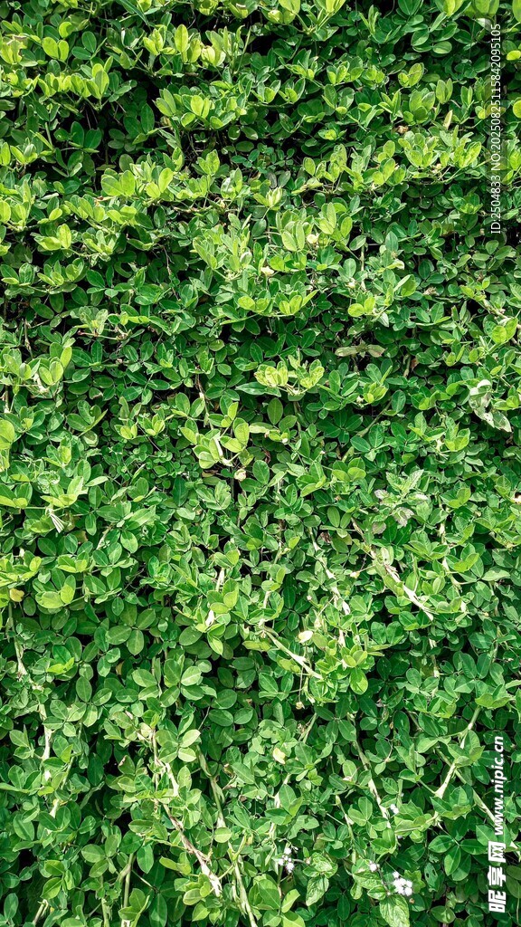 翠绿植物墙景观