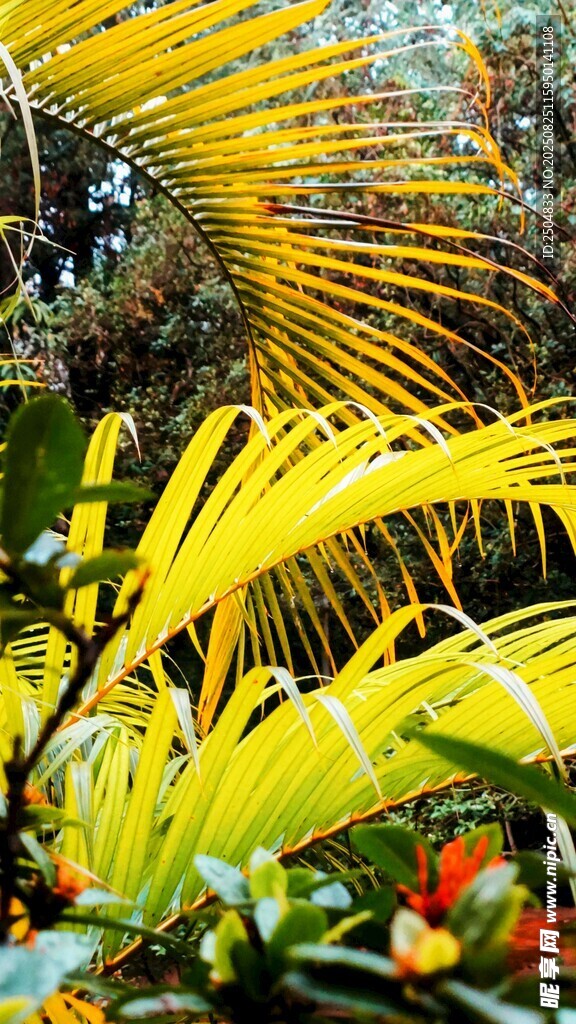 金黄羽毛状植物特写
