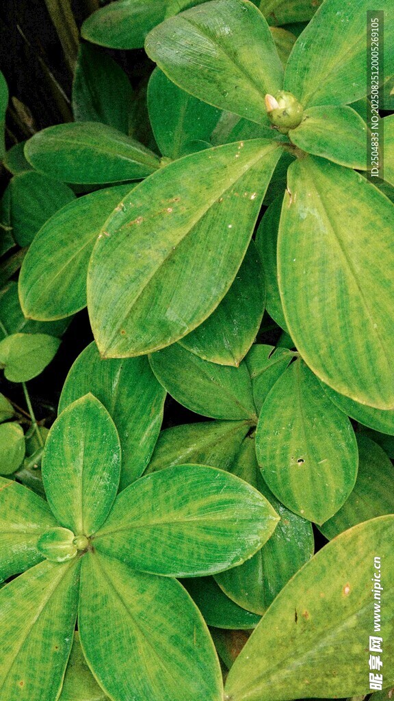 翠绿叶片植物特写