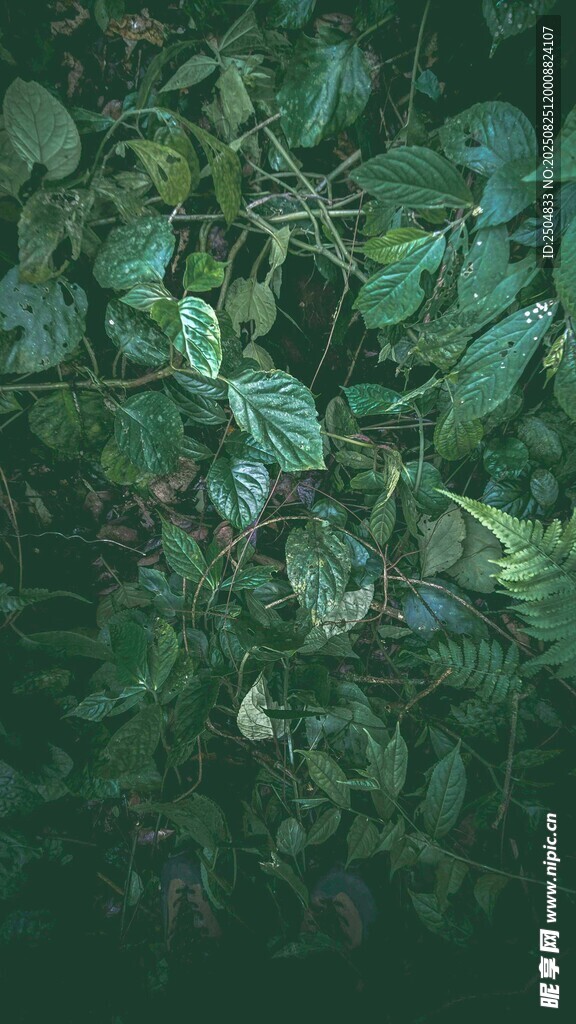 繁茂绿植 尽显自然生机