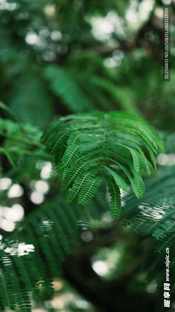 翠绿枝叶间的白色小花