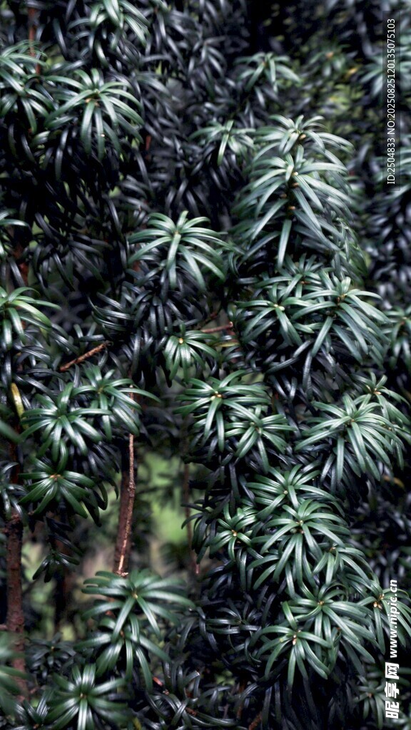 茂密绿植景观