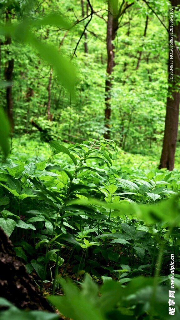 翠绿繁茂的森林景象