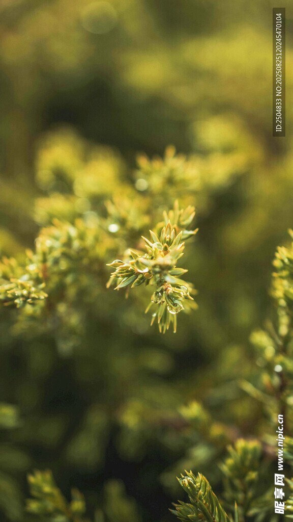 嫩绿枝叶特写