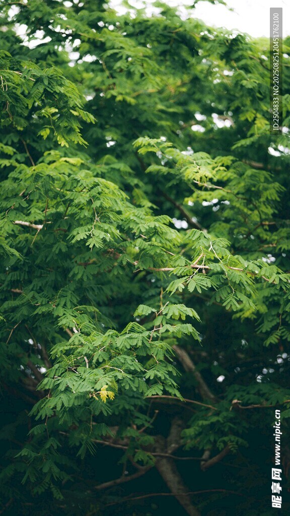 繁茂绿树 展现盎然生机