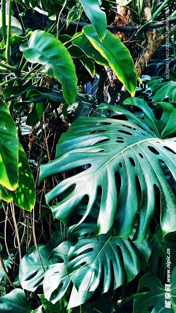 热带阔叶植物景观