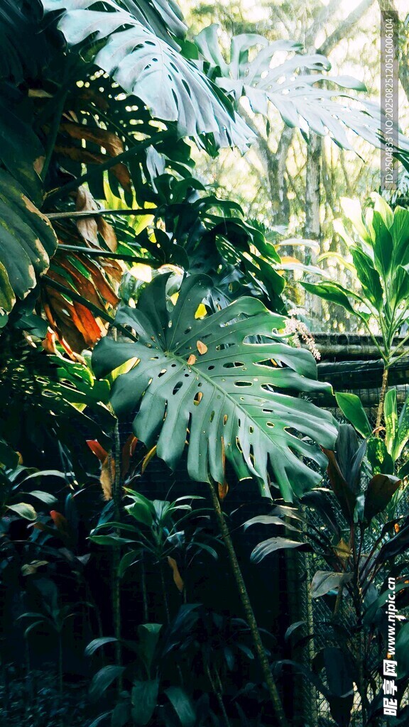 繁茂热带植物景观